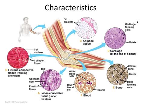 soft tissue properties